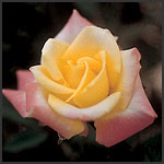 salut et bienvenue!!